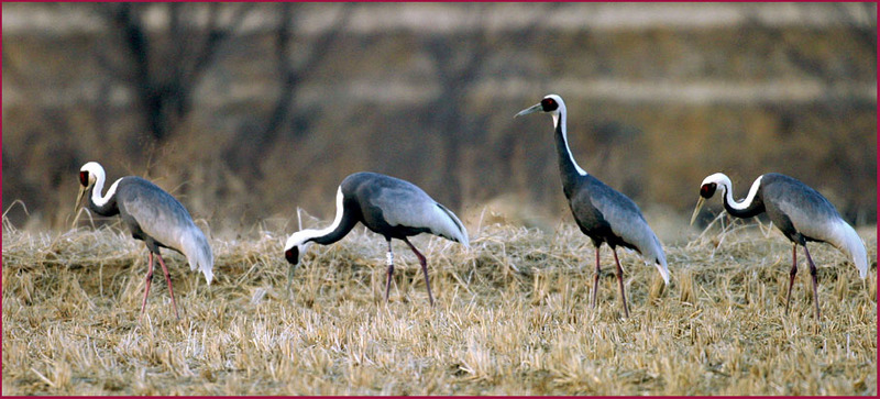 무리에 섞여 지내는 녀석 2A5 | 재두루미 Grus vipio (White-naped Crane); DISPLAY FULL IMAGE.