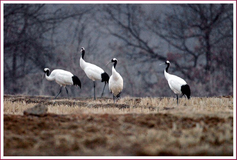 자주 목격되는 청년군 두루미 166 | 두루미 Grus japonensis (Red-crowned Crane); DISPLAY FULL IMAGE.