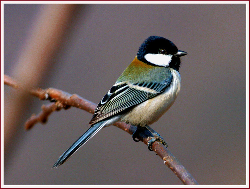 아침 먹으러 온 박새 | 박새 Parus major (Great Tit); DISPLAY FULL IMAGE.