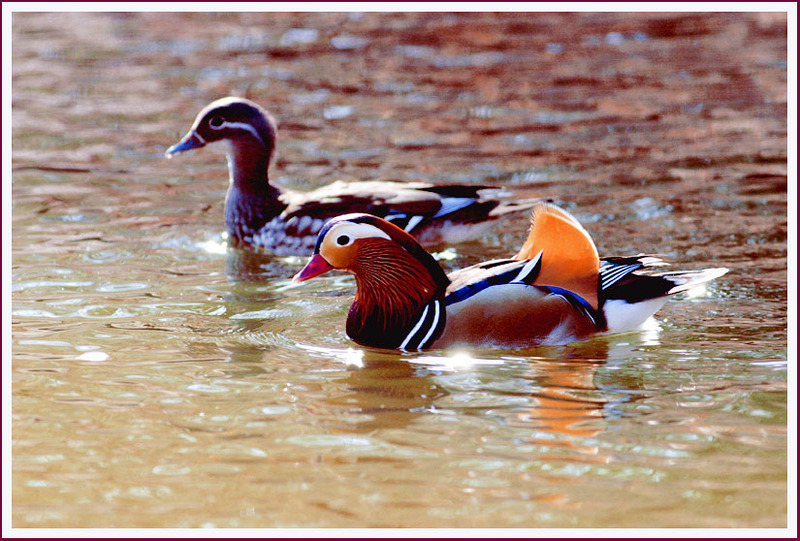 원앙 커플 | 원앙(鴛鴦) Aix galericulata (Mandarin Duck); DISPLAY FULL IMAGE.