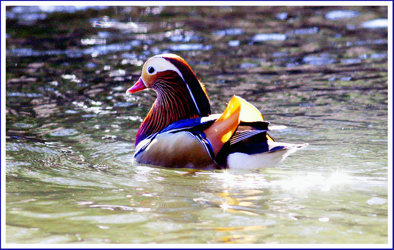 햇살 좋은 날의 원앙 | 원앙(鴛鴦) Aix galericulata (Mandarin Duck); DISPLAY FULL IMAGE.