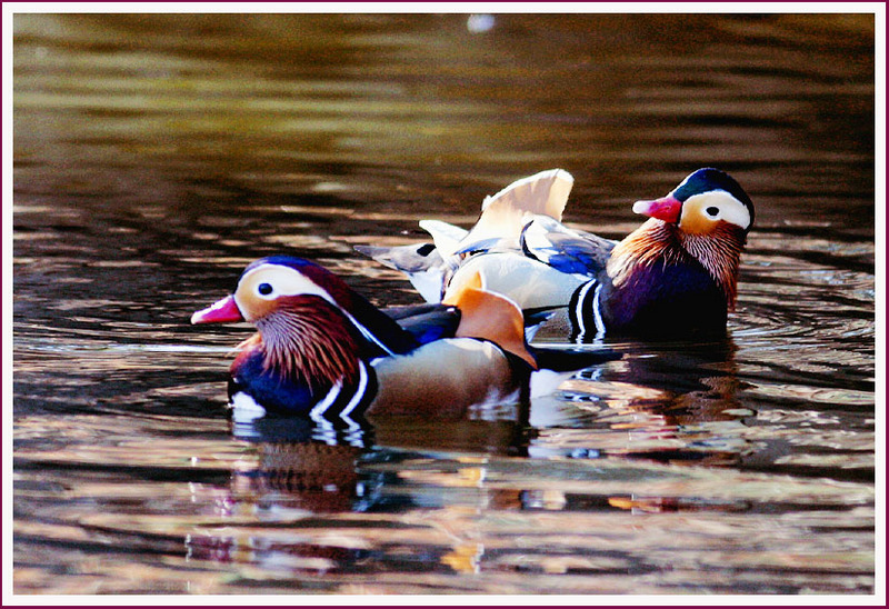 어디서 본 녀석인가...? | 원앙(鴛鴦) Aix galericulata (Mandarin Duck); DISPLAY FULL IMAGE.