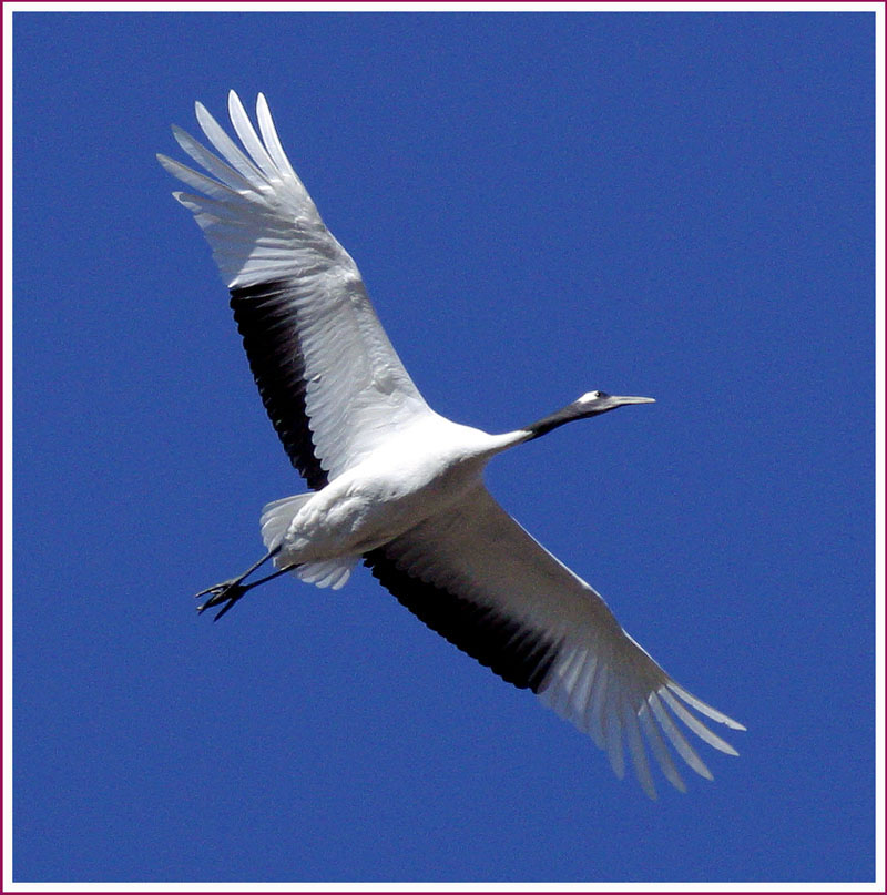 취미로 찍는 조류사진에는 어떤 렌즈를...? | 두루미 Grus japonensis (Red-crowned Crane); DISPLAY FULL IMAGE.