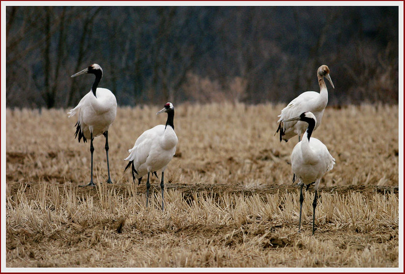 셔터 소리에도 민감하게 반응하는 두루미 | 두루미 Grus japonensis (Red-crowned Crane); DISPLAY FULL IMAGE.