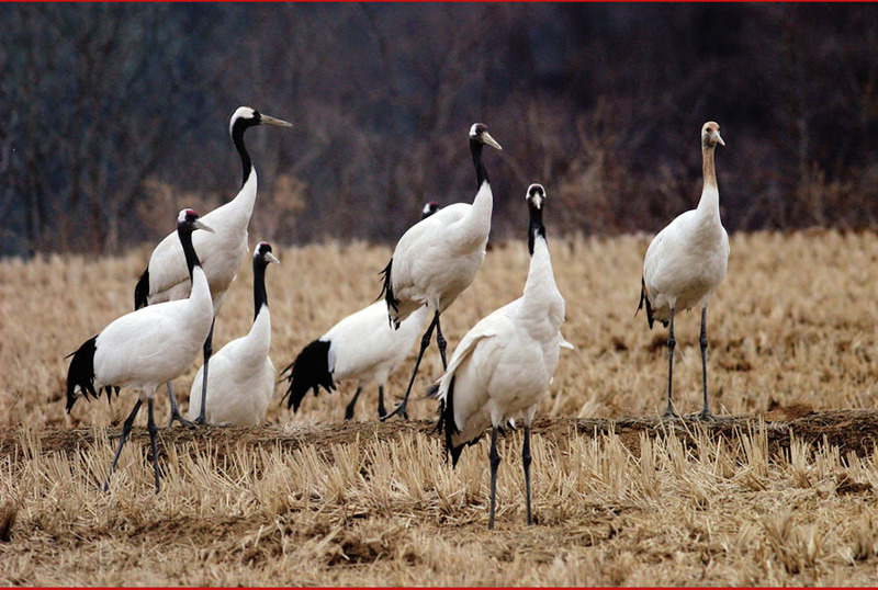 아무래도 수상하다...두루미 | 두루미 Grus japonensis (Red-crowned Crane); DISPLAY FULL IMAGE.