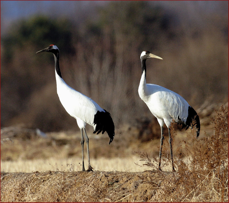 눈이 초롱초롱한 두 녀석 / 두루미 | 두루미 Grus japonensis (Red-crowned Crane); DISPLAY FULL IMAGE.