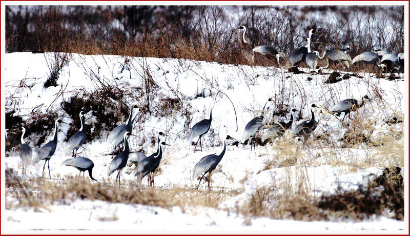 아, 참 좋다, 이 말 밖에 더 나오겠소...? | 재두루미 Grus vipio (White-naped Crane); DISPLAY FULL IMAGE.