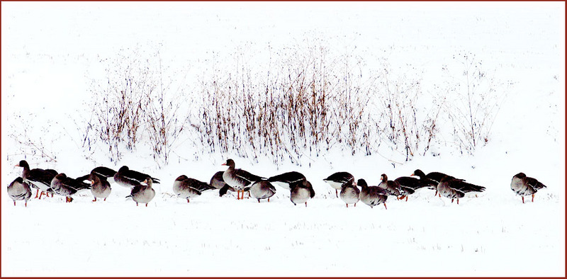 아픈 만큼 성숙해 진다니, | 쇠기러기 Anser albifrons (Greater White-fronted Goose); DISPLAY FULL IMAGE.