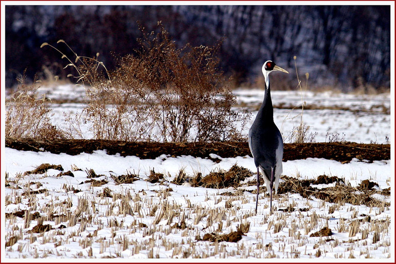 살다보면 누구나 홀로 있고 싶을 때가 있다. 095 | 재두루미 Grus vipio (White-naped Crane); DISPLAY FULL IMAGE.
