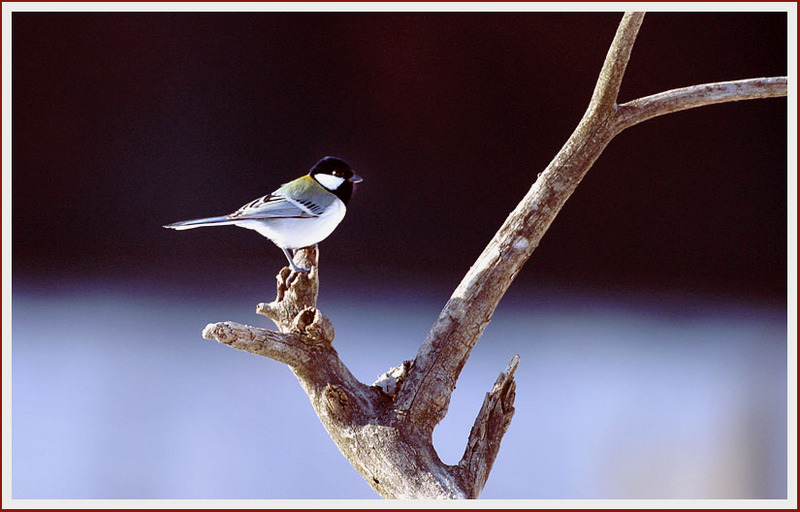 계획된 음모 / 아침의 박새 한 마리 | 박새 Parus major (Great Tit); DISPLAY FULL IMAGE.