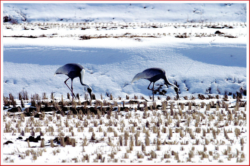 어쨌거나 둘은 아름답다 098  | 재두루미 Grus vipio (White-naped Crane); DISPLAY FULL IMAGE.