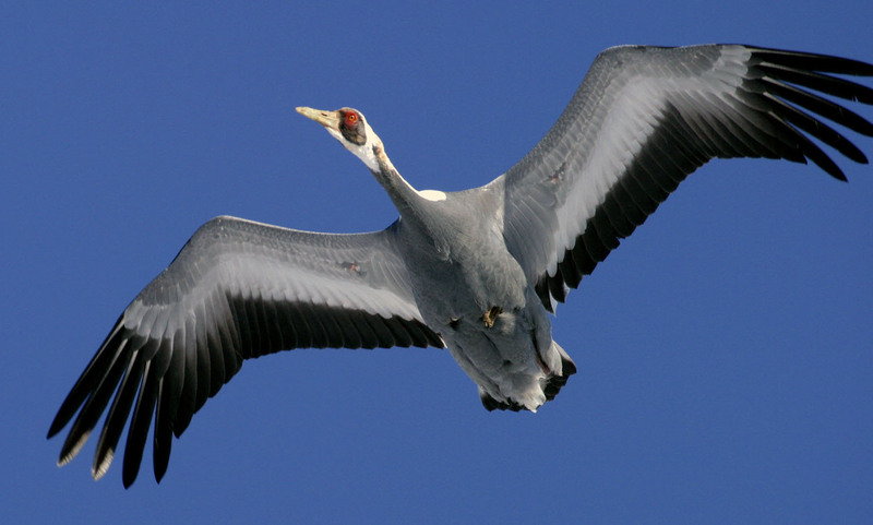 나 어때요...? | 재두루미 Grus vipio (White-naped Crane); DISPLAY FULL IMAGE.