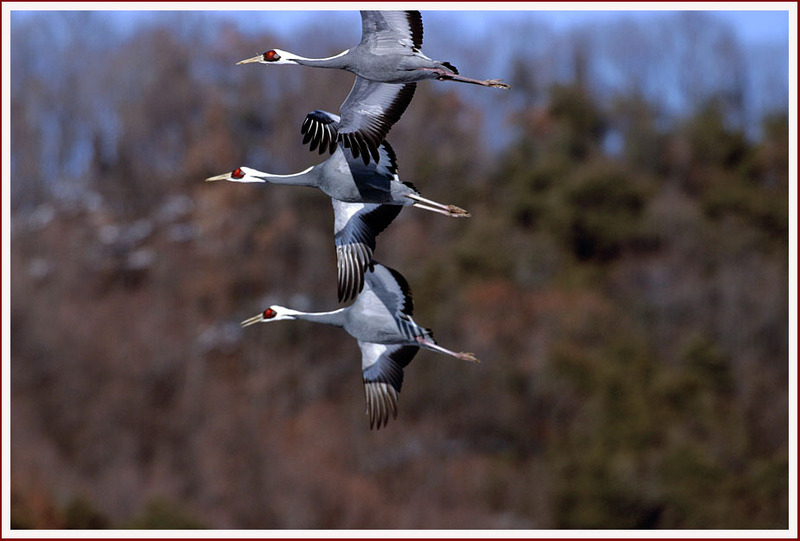아무리 생각해도 '백조의 호수' 는 | 재두루미 Grus vipio (White-naped Crane); DISPLAY FULL IMAGE.