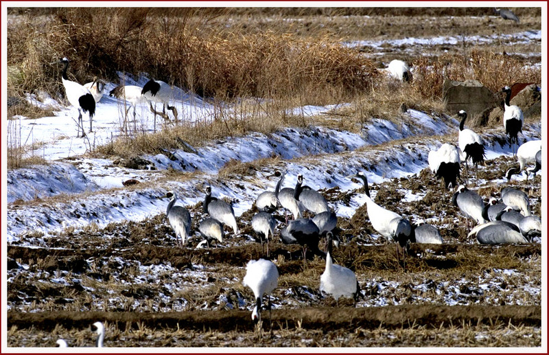프로와 아마추어의 차이 1 | 두루미 Grus japonensis (Red-crowned Crane); DISPLAY FULL IMAGE.