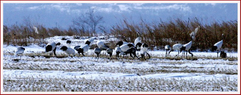 프로와 아마추어의 차이 3 | 두루미 Grus japonensis (Red-crowned Crane); DISPLAY FULL IMAGE.