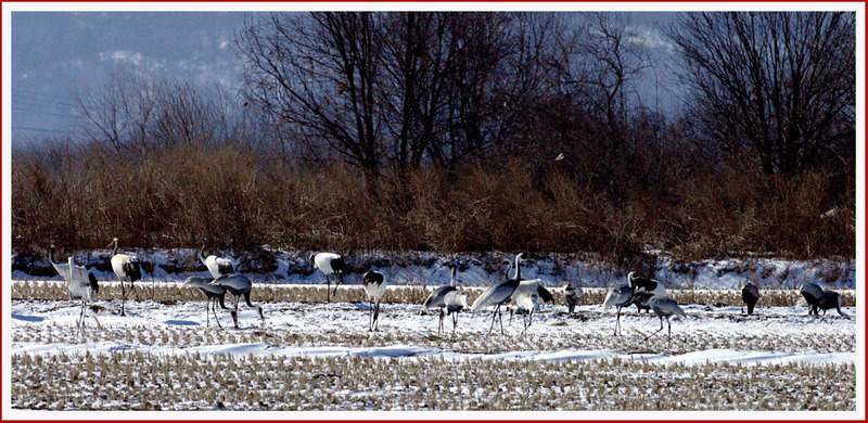 프로와 아마추어의 차이 4 | 두루미 Grus japonensis (Red-crowned Crane); DISPLAY FULL IMAGE.