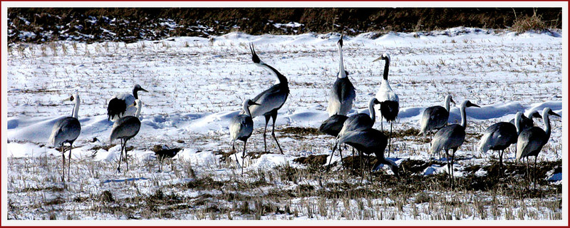 프로와 아마추어의 차이 6 | 재두루미 Grus vipio (White-naped Crane); DISPLAY FULL IMAGE.