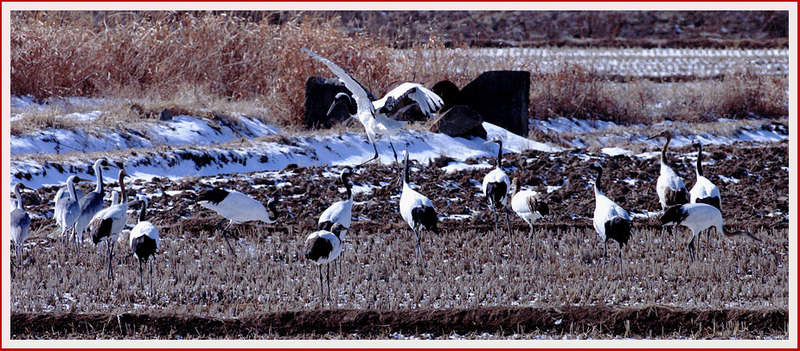 프로와 아마추어의 차이 7 | 두루미 Grus japonensis (Red-crowned Crane); DISPLAY FULL IMAGE.
