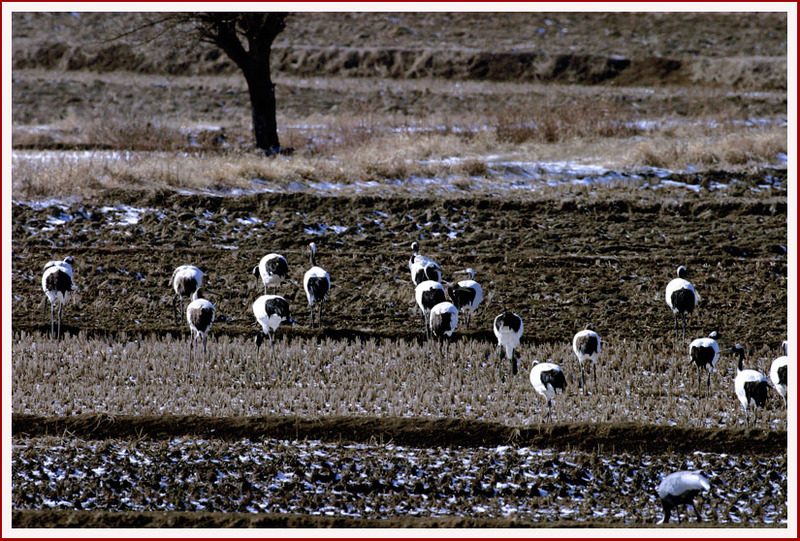 프로와 아마추어의 차이 8 | 두루미 Grus japonensis (Red-crowned Crane); DISPLAY FULL IMAGE.