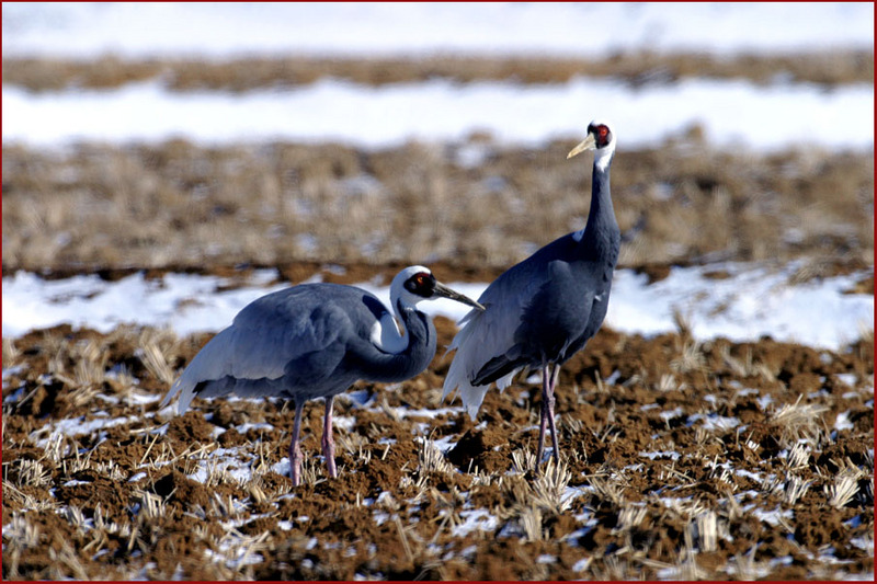 프로와 아마추어의 차이 9 | 재두루미 Grus vipio (White-naped Crane); DISPLAY FULL IMAGE.