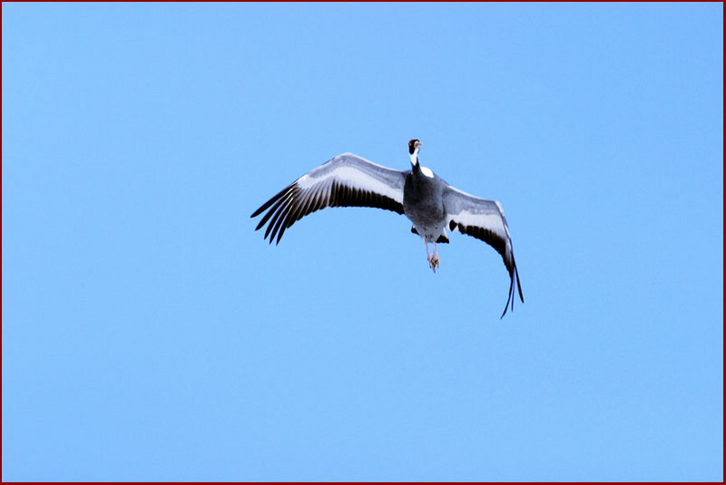 프로와 아마추어의 차이 10 | 재두루미 Grus vipio (White-naped Crane); DISPLAY FULL IMAGE.