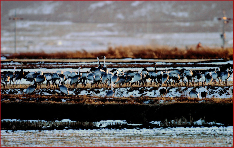 나는 영원한 아마추어 | 재두루미 Grus vipio (White-naped Crane); DISPLAY FULL IMAGE.