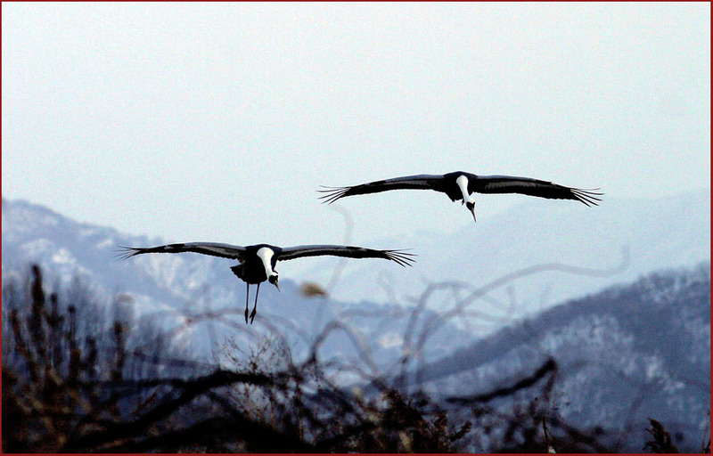 멋진 착륙 | 재두루미 Grus vipio (White-naped Crane); DISPLAY FULL IMAGE.