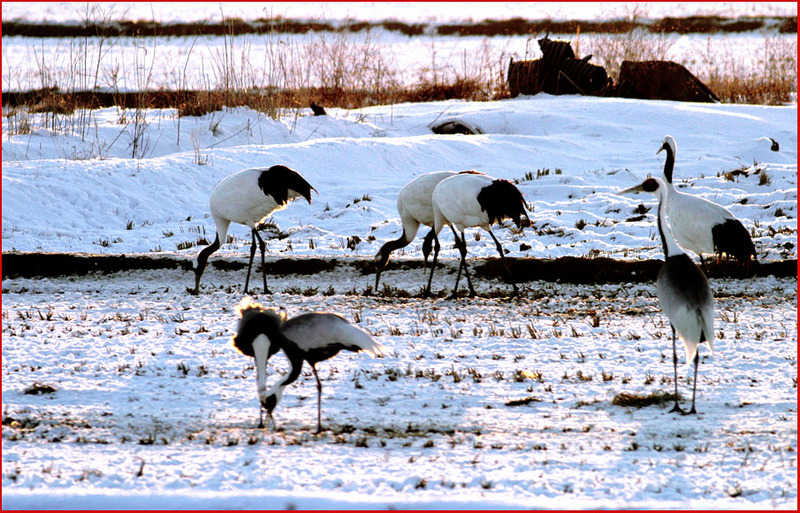 오래 살아야 하는 이유 | 두루미 Grus japonensis (Red-crowned Crane); DISPLAY FULL IMAGE.