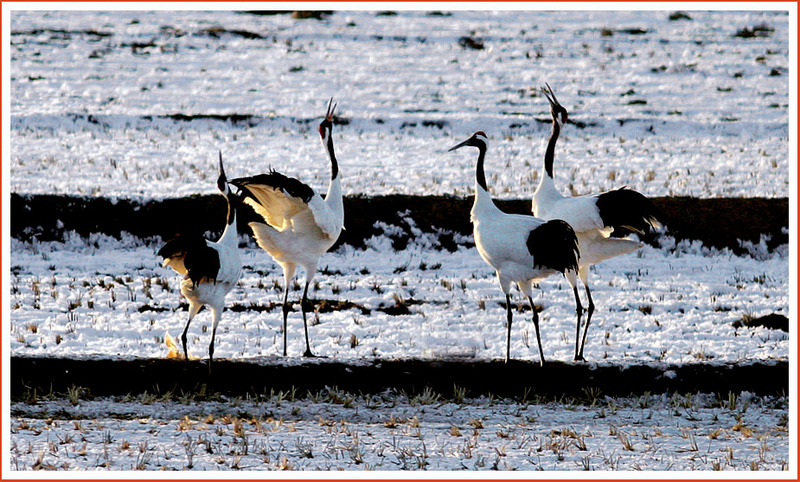 환희 | 두루미 Grus japonensis (Red-crowned Crane); DISPLAY FULL IMAGE.