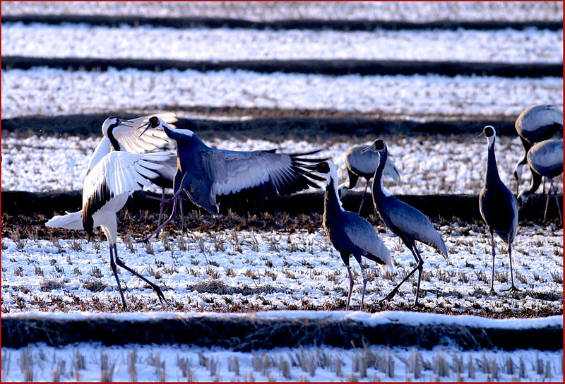 싸움 걸다가 뒈레 공격 당하는 두루미 | 두루미 Grus japonensis (Red-crowned Crane); DISPLAY FULL IMAGE.