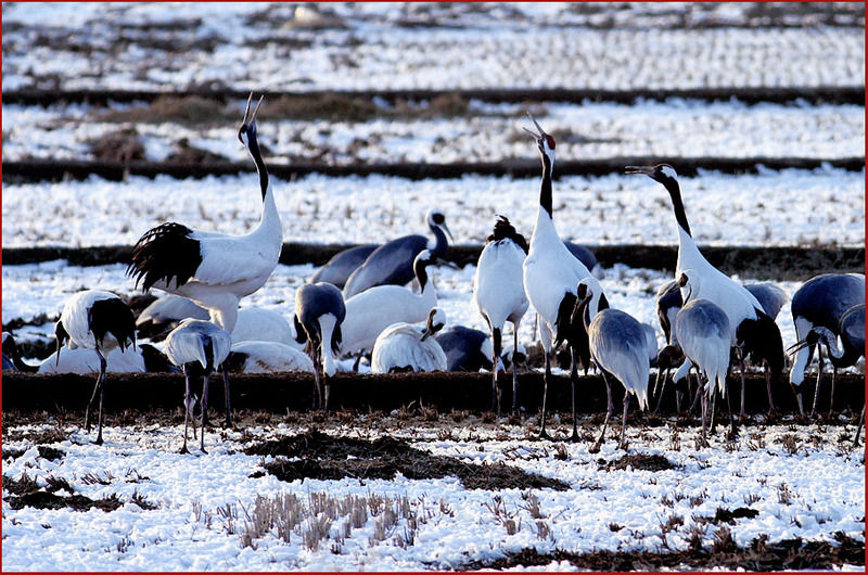 두루미가 목청 높여 우는 까닭은...? | 두루미 Grus japonensis (Red-crowned Crane); DISPLAY FULL IMAGE.