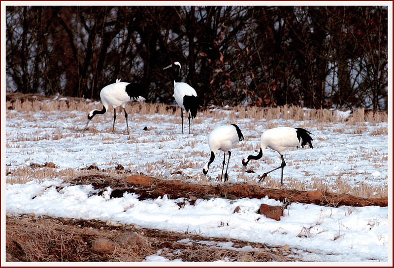 동행 혹은 동반자  | 두루미 Grus japonensis (Red-crowned Crane); DISPLAY FULL IMAGE.