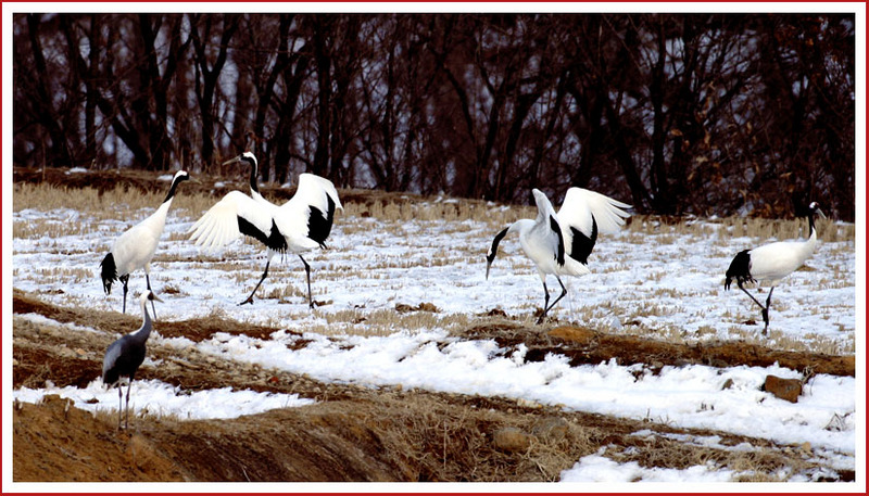 승자의 의기양양한 동작 | 두루미 Grus japonensis (Red-crowned Crane); DISPLAY FULL IMAGE.