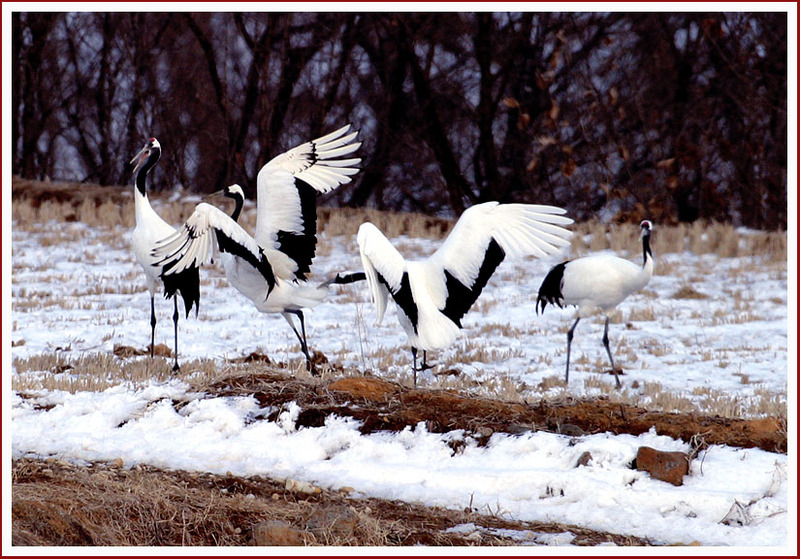 관심 갖지 말란 말이야! | 두루미 Grus japonensis (Red-crowned Crane); DISPLAY FULL IMAGE.