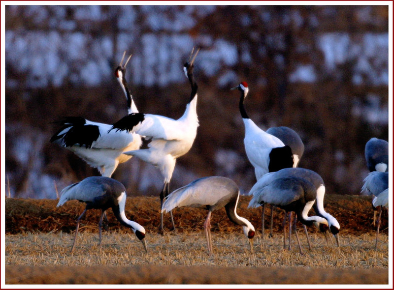 황혼의 노래방 | 두루미 Grus japonensis (Red-crowned Crane); DISPLAY FULL IMAGE.