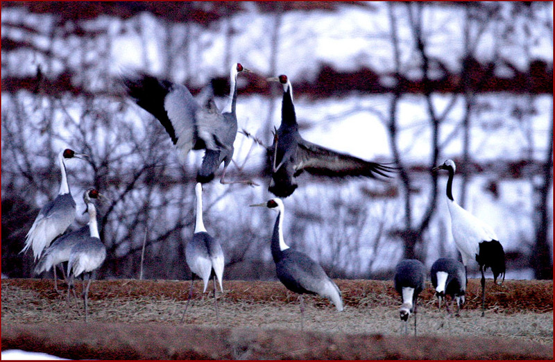 두루미, 태권도 종주국답게... | 재두루미 Grus vipio (White-naped Crane); DISPLAY FULL IMAGE.