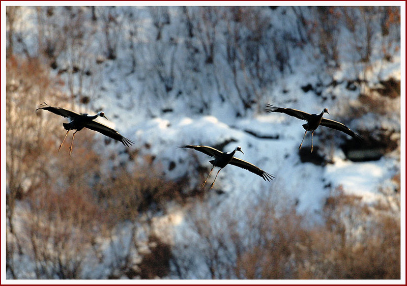 기다리면 온다...? | 재두루미 Grus vipio (White-naped Crane); DISPLAY FULL IMAGE.