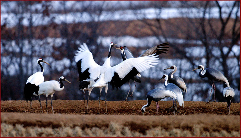 까치발을 하는 녀석들 | 두루미 Grus japonensis (Red-crowned Crane); DISPLAY FULL IMAGE.