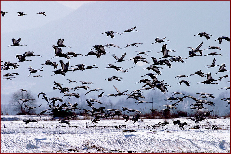 앞으로 일주일 후면, | 재두루미 Grus vipio (White-naped Crane); DISPLAY FULL IMAGE.