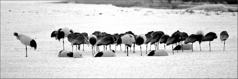 깊은 잠에 빠진 아이들  | 두루미 Grus japonensis (Red-crowned Crane); DISPLAY FULL IMAGE.