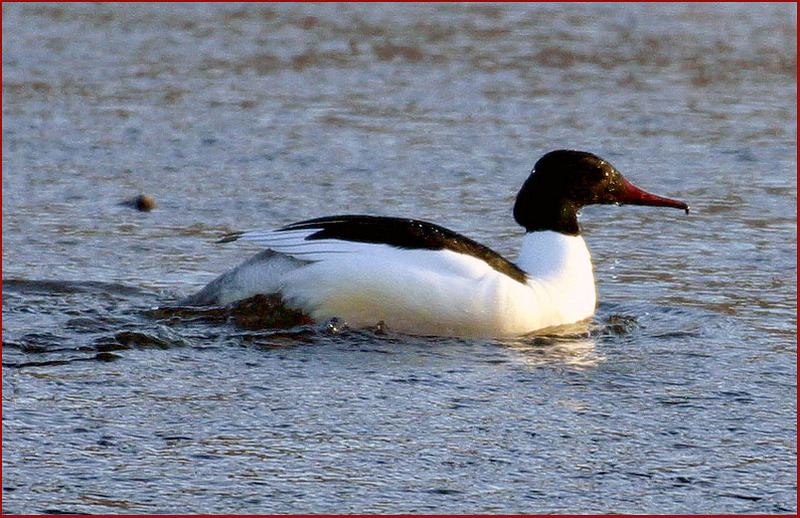 비오리 | 비오리 Mergus merganser (Common Merganser); DISPLAY FULL IMAGE.