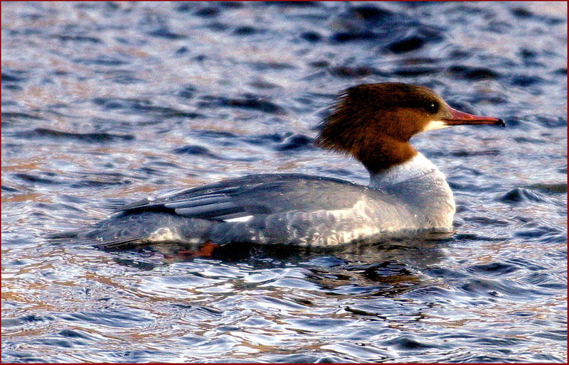 비오리 | 비오리 Mergus merganser (Common Merganser); DISPLAY FULL IMAGE.