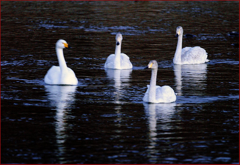 바로 이녀석들이었네... | 고니 Cygnus columbianus (Tundra Swan); DISPLAY FULL IMAGE.