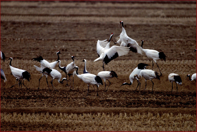 황야의 결투, 쯤 되는...? | 두루미 Grus japonensis (Red-crowned Crane); DISPLAY FULL IMAGE.