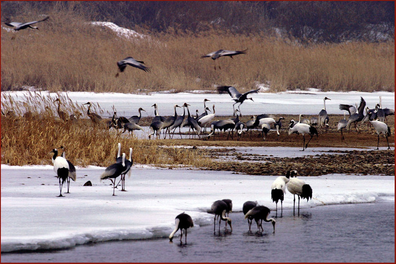 그 섬에 가고 싶다. | 재두루미 Grus vipio (White-naped Crane); DISPLAY FULL IMAGE.