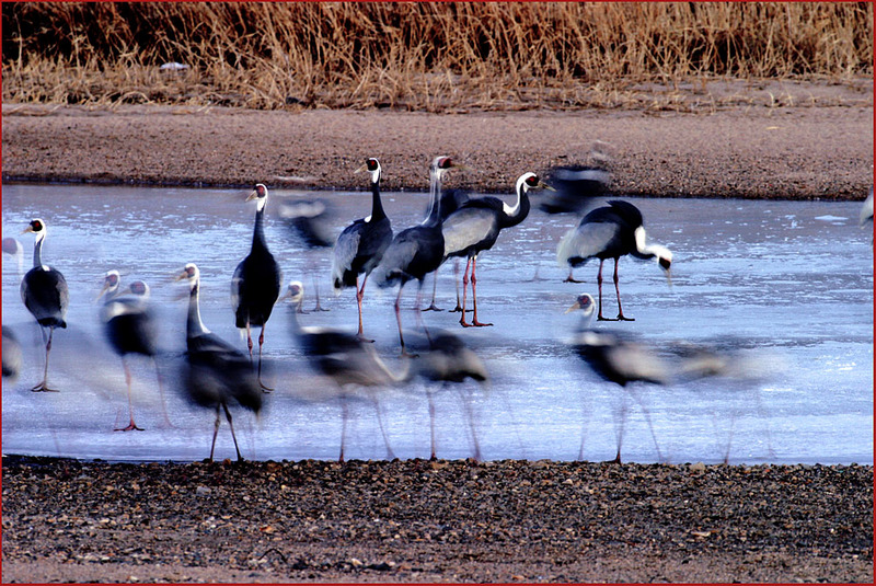 흔적 그리고 사라지는 것들 | 재두루미 Grus vipio (White-naped Crane); DISPLAY FULL IMAGE.