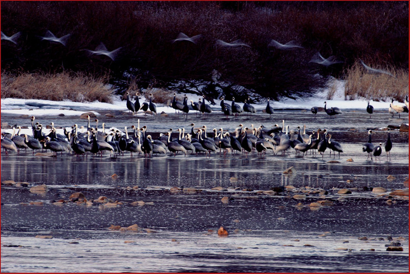 새나라 아침 | 재두루미 Grus vipio (White-naped Crane); DISPLAY FULL IMAGE.