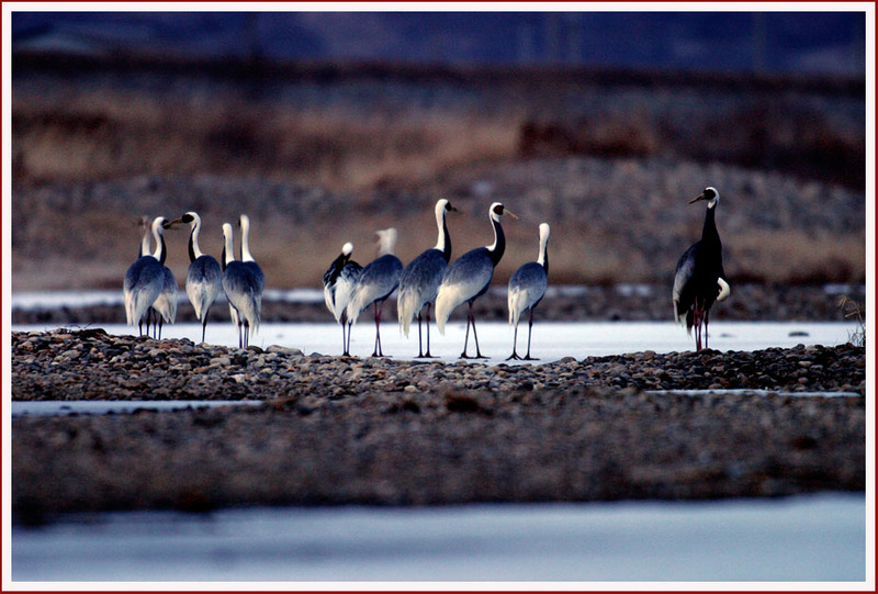 스포츠 모드 촬영 | 재두루미 Grus vipio (White-naped Crane); DISPLAY FULL IMAGE.