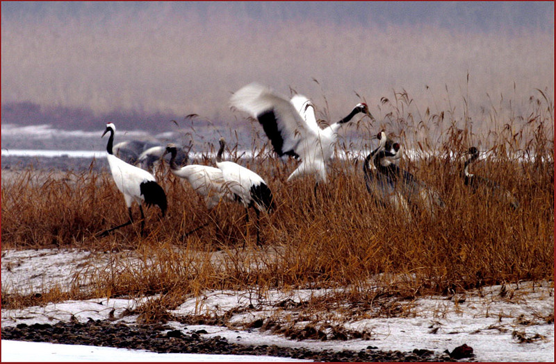 가족 보호 본능 | 두루미 Grus japonensis (Red-crowned Crane); DISPLAY FULL IMAGE.