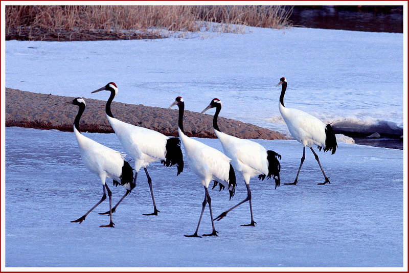 평화로운 산책  | 두루미 Grus japonensis (Red-crowned Crane); DISPLAY FULL IMAGE.